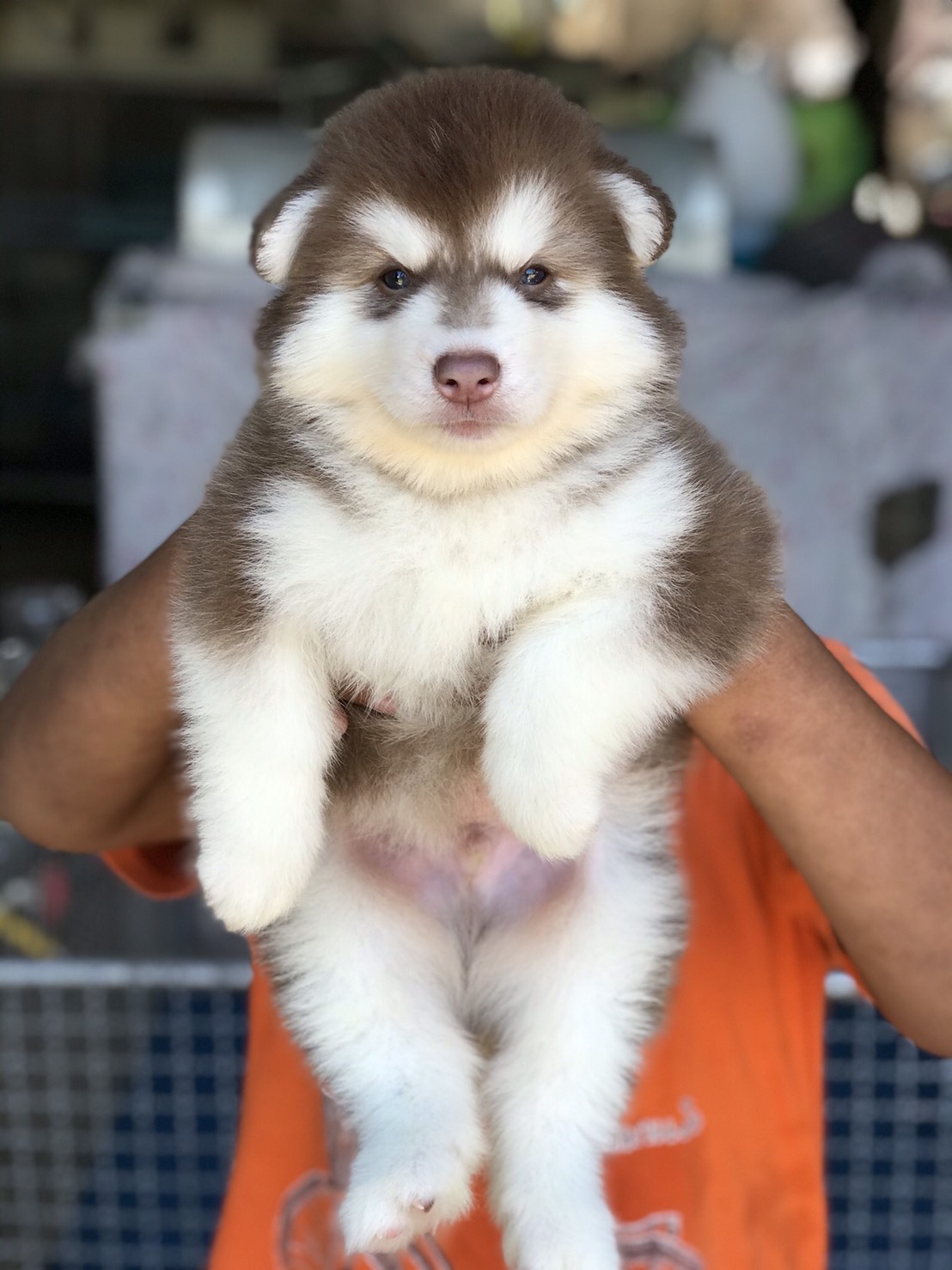 #ไซบีเรียนวู้ดลี่โค้ด 🐶