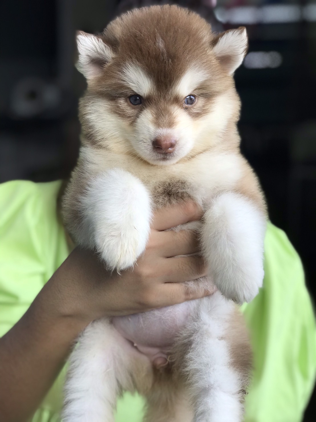 #ไซบีเรียนวู้ดลี่โค้ด 🐶