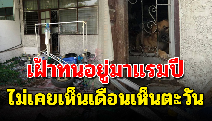 ทนอยู่แต่ในบ้านมาแรมปี หลังเจ้าของบ้านหายได้แต่เฝ้ารอขอข้าวคนผ่านไปมาประทังชีวิต