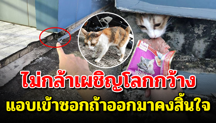 ถึงหิวก็ต้องทนต้องแอบอยู่ในซอกแคบๆ ไร้คนดูแลไร้คนสนใจเพราะเป็นแค่แมวจร