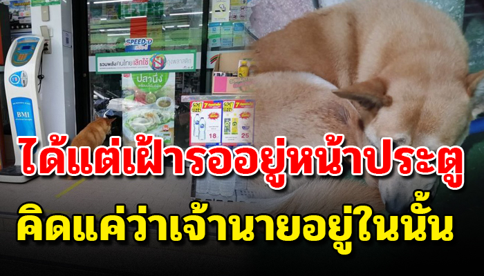เฝ้าไม่ยอมห่างหลังหลงมาคิดว่าเจ้าของอยู่ในเซเว่น หวังว่าจะพบกันอีกครั้ง