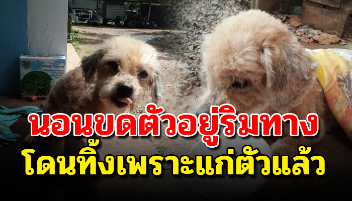 ฝนตกก็ต้องนอนตากฝน นอนขดตัวอยู่ริมทางตาฝ้าฟางอยู่ที่ริมถนนเพราะแก่แล้ว