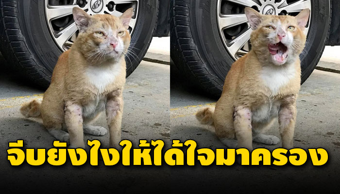 หนุ่มใหญ่อยากจีบแมวหัวหน้าแก๊ง ด้วยรูปร่างที่ดูอวบแน่นอยากได้หัวใจเธอมาครอง