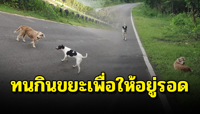 เดินเร่กันอย่างไร้จุดหมายต้องทนกินขยะเพื่อให้อยู่รอด โดยไม่มีใครสนใจ