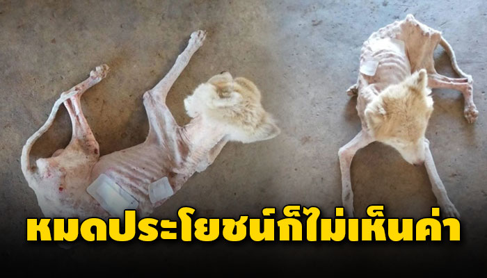 เป็นหมาฟาร์มพ่อพันธุ์ไซบีเรียนฮัสกี้ พอหมดประโยชน์ก็ไม่เห็นค่าปล่อยให้อดยากจนผอม