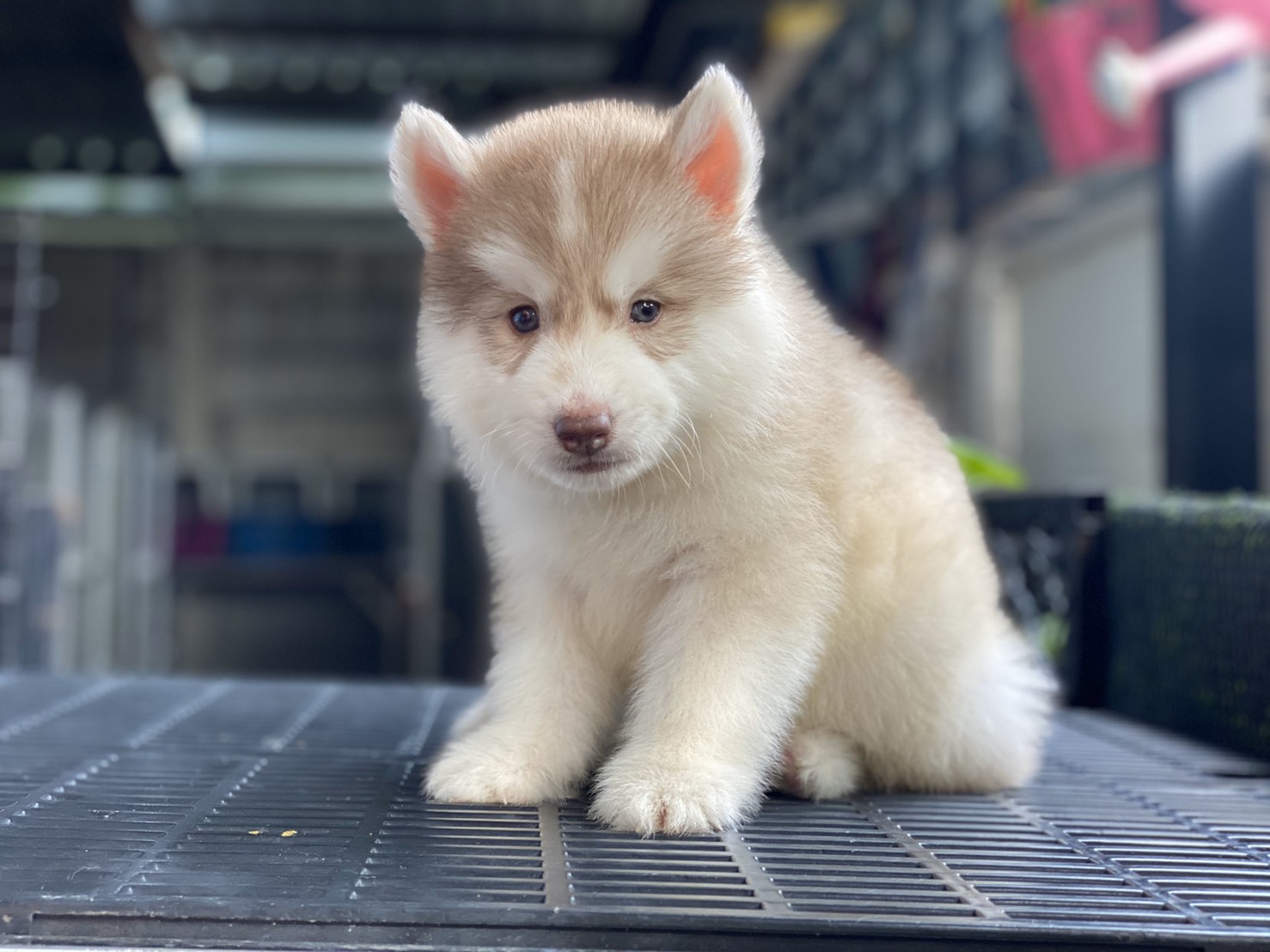#ไซบีเรียนวู้ดลี่โค้ด 🐶
