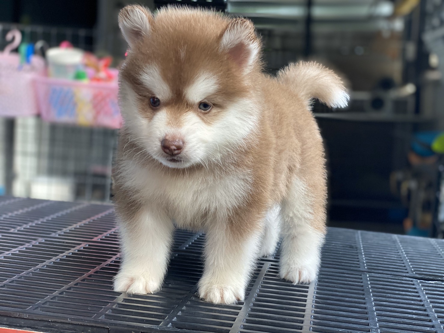 #ไซบีเรียนวู้ดลี่โค้ด 🐶