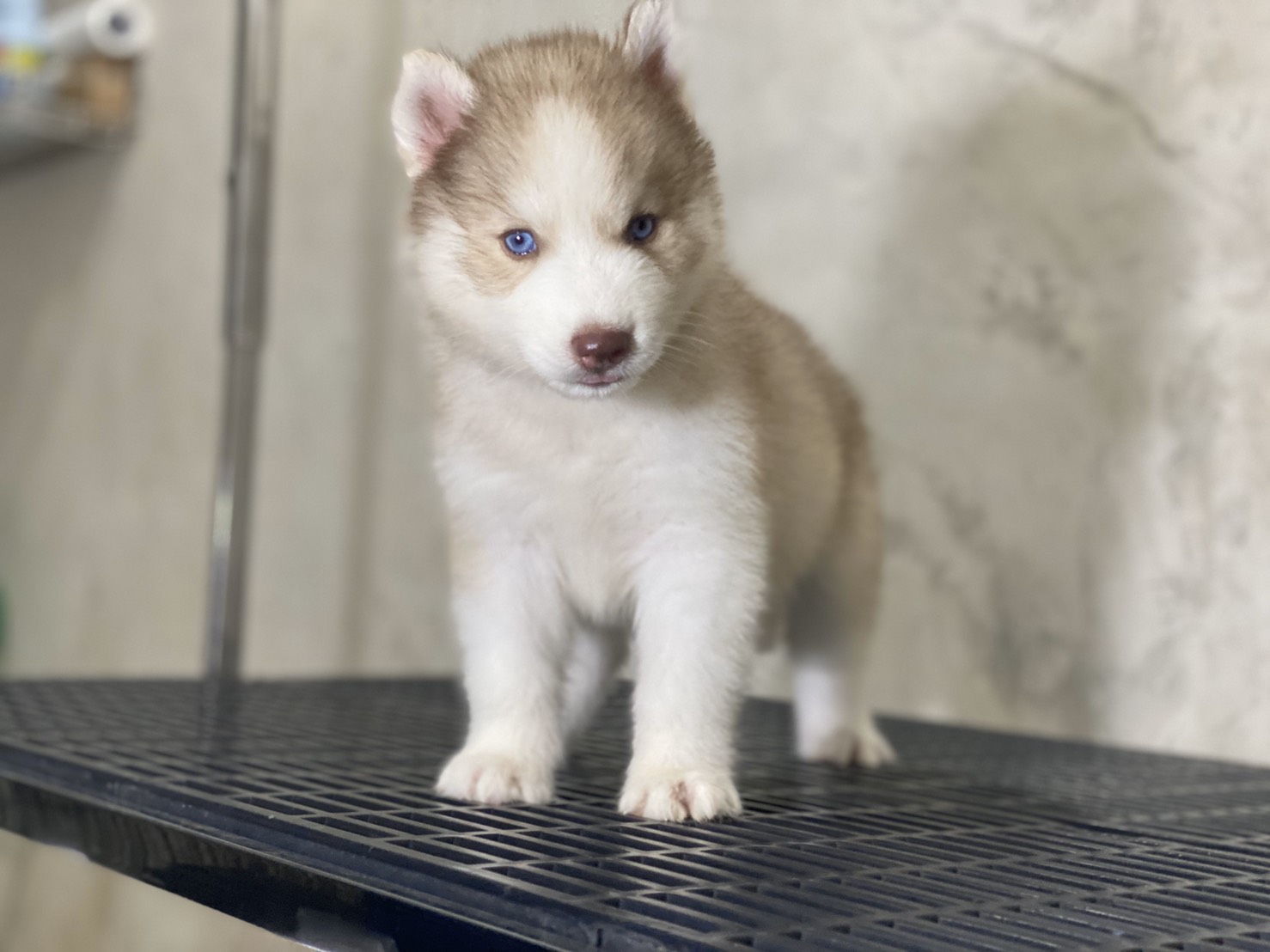 #ไซบีเรียนวู้ดลี่โค้ด 🐶