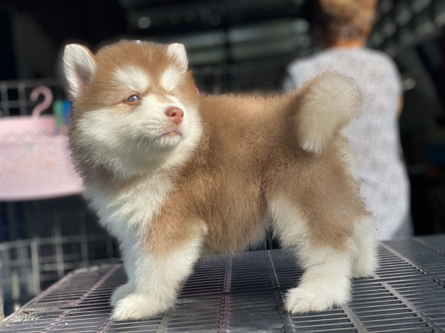 #ไซบีเรียนวู้ดลี่โค้ด 🐶