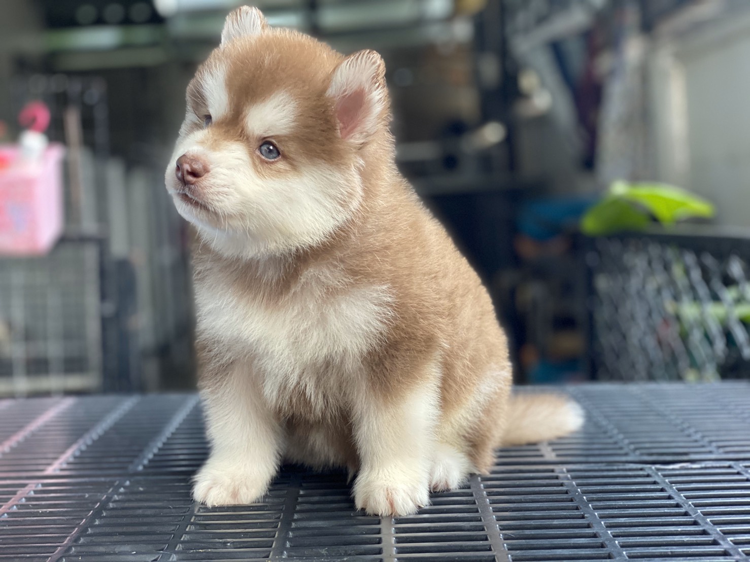 #ไซบีเรียนวู้ดลี่โค้ด 🐶