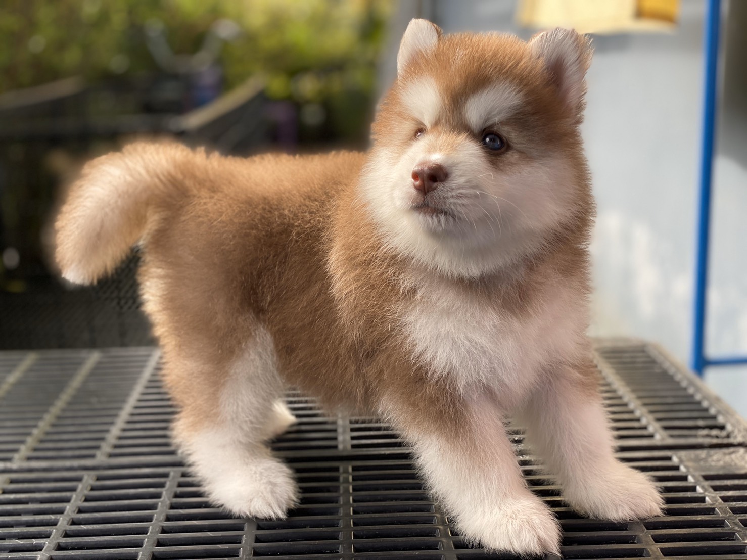 #ไซบีเรียนวู้ดลี่โค้ด 🐶