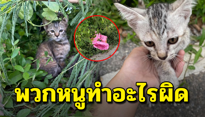 ถุกเอาใส่ถุงปุ๋ยนำมาเทไว้ข้างถนน ต้องนอนกกกันไว้ในป่า ไม่มีแต้ที่บังฝน