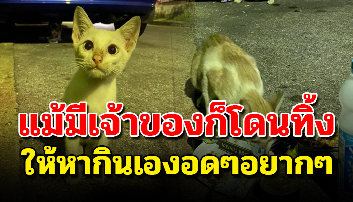 ลูกแมวน้อยต้องหากินในถังขยะเองเพราะมีเจ้าของที่ไม่รักน้องจริง