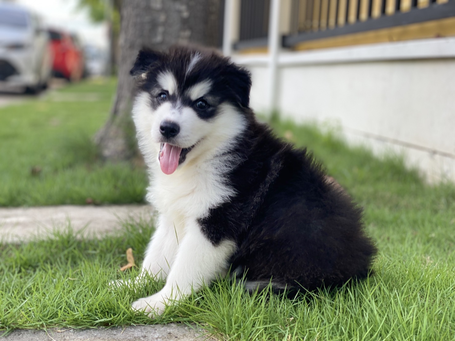 #ไซบีเรียนวู้ดลี่โค้ด 🐶