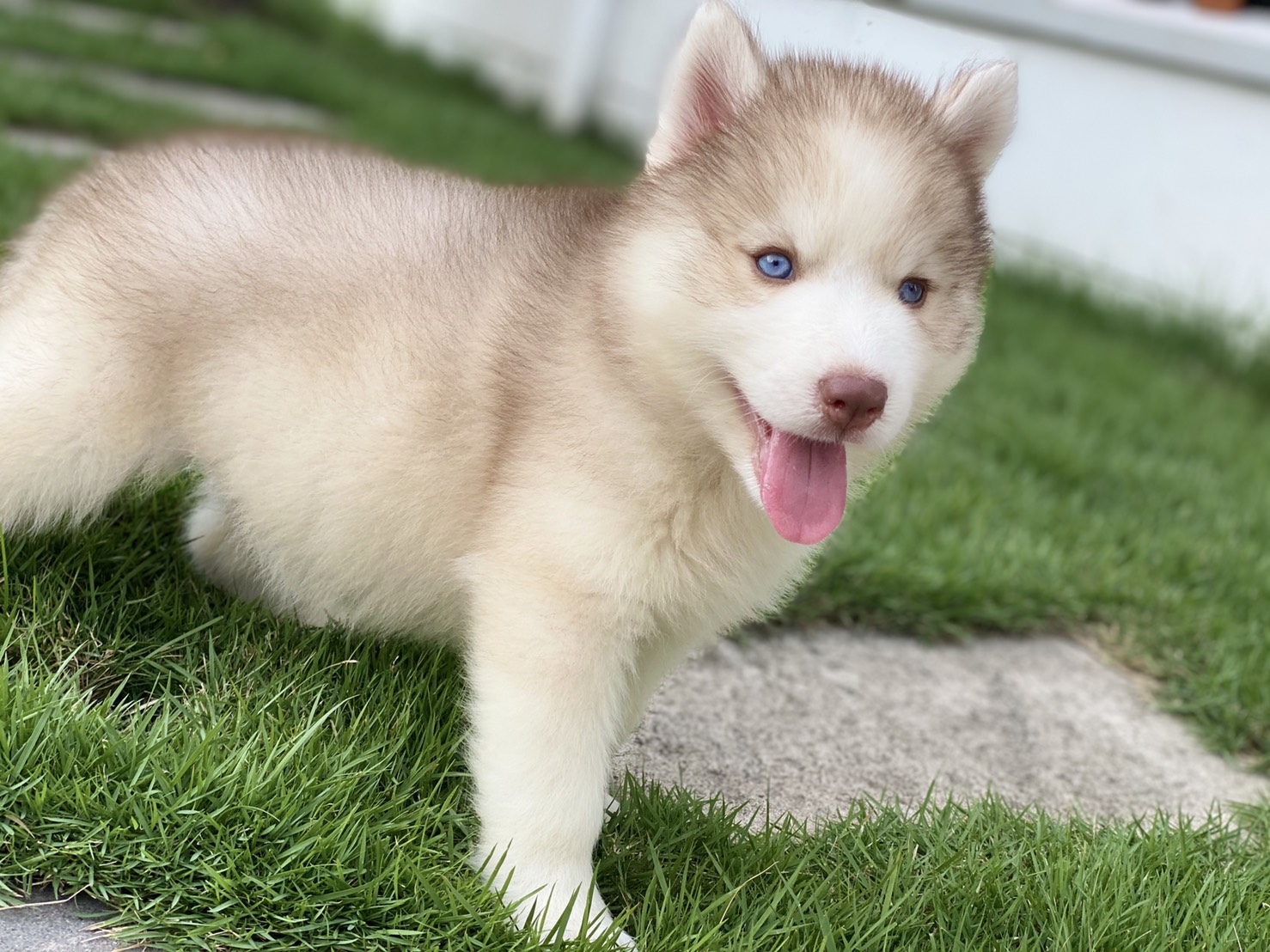#ไซบีเรียนวู้ดลี่โค้ด 🐶