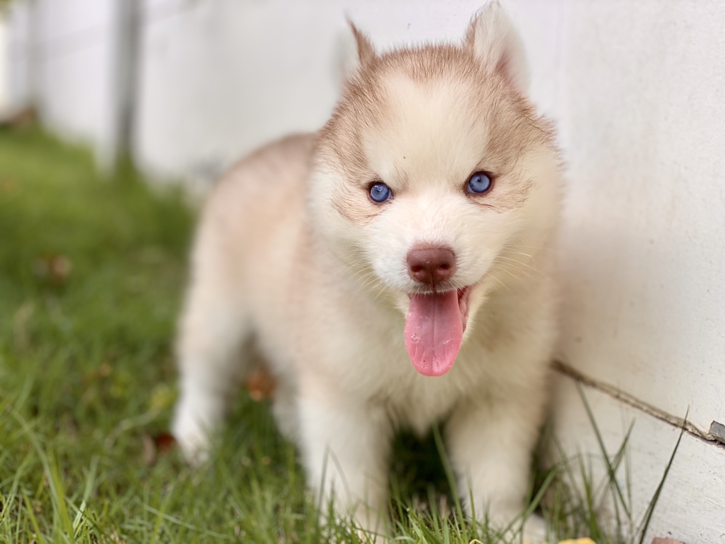#ไซบีเรียนวู้ดลี่โค้ด 🐶