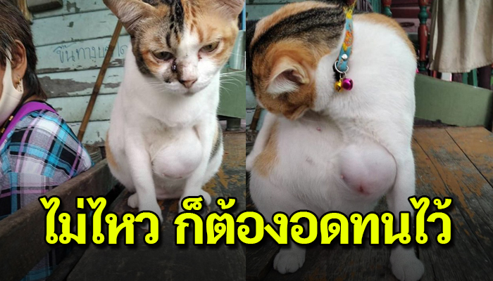 ต้องเจ็บปวดนั่งหน้าเศร้า ไม่มีสุขมีสันเหมือนใครเขา ด้วยเป็นจรที่เจ็บก็ต้องอดทน
