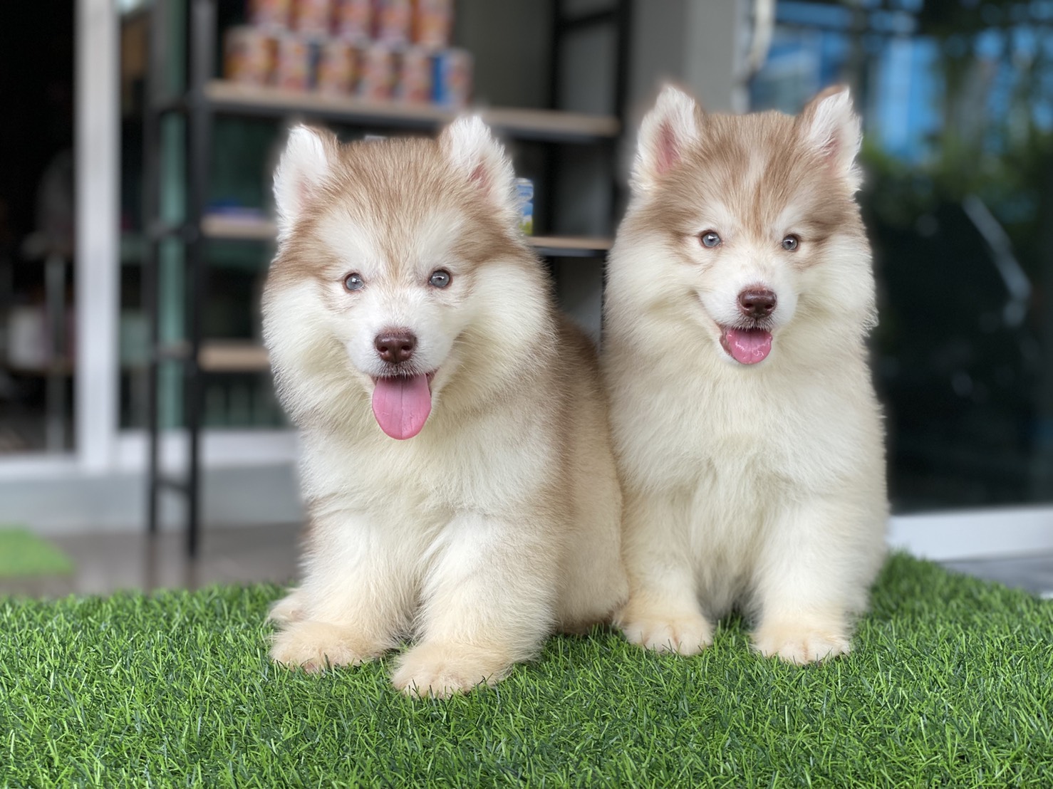 #ไซบีเรียนวู้ดลี่โค้ด 🐶