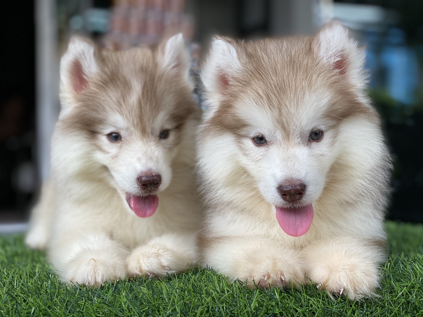 #ไซบีเรียนวู้ดลี่โค้ด 🐶
