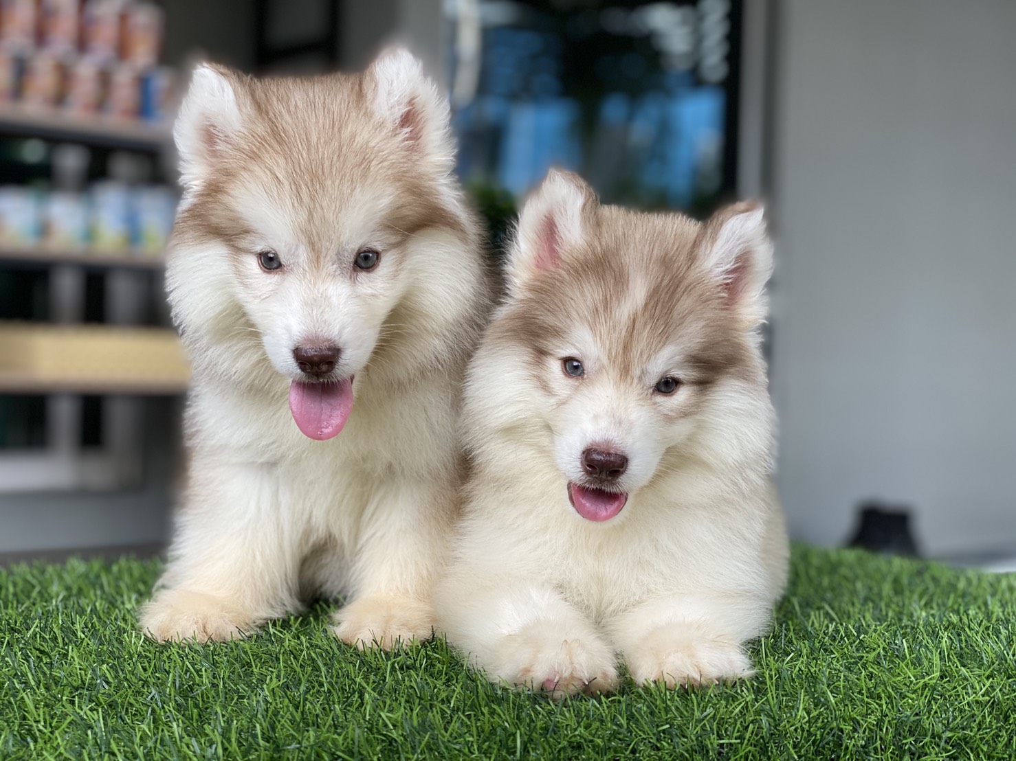 #ไซบีเรียนวู้ดลี่โค้ด 🐶