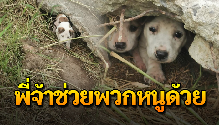 เจ้าตูบมุดโขดหินรอแม่หาอาหารให้ ด้วยตัวเป็นจรไร้บ้านเหมือนใครๆ