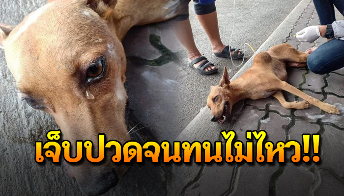 เจ้าตูบนอนเป็นผักน้ำตานองหน้า เมื่อตัวข้าเป็นเพียงจรนอนเจ็บลุกไม่ไหว