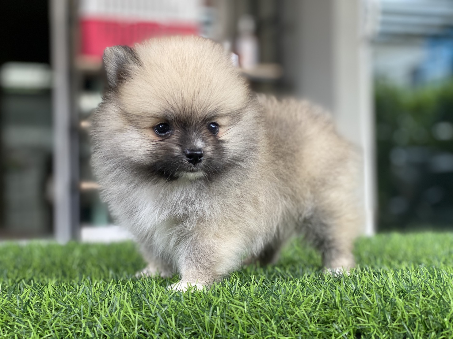 #ปอมเมอร์เรเนียน 🐶
