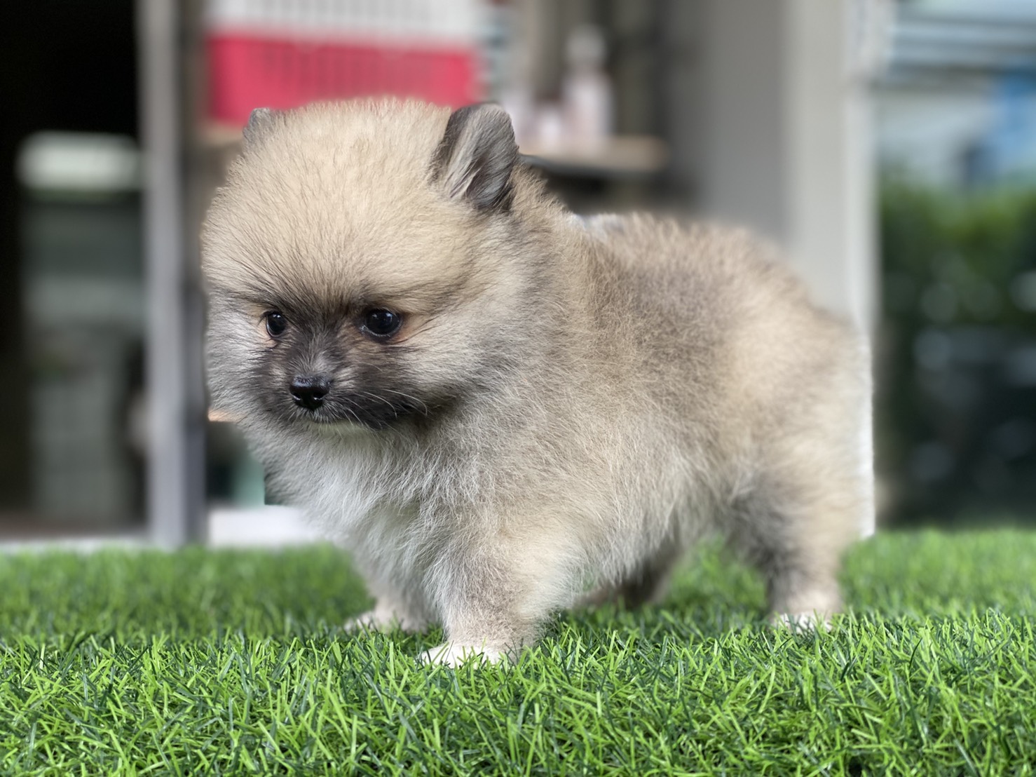 #ปอมเมอร์เรเนียน 🐶