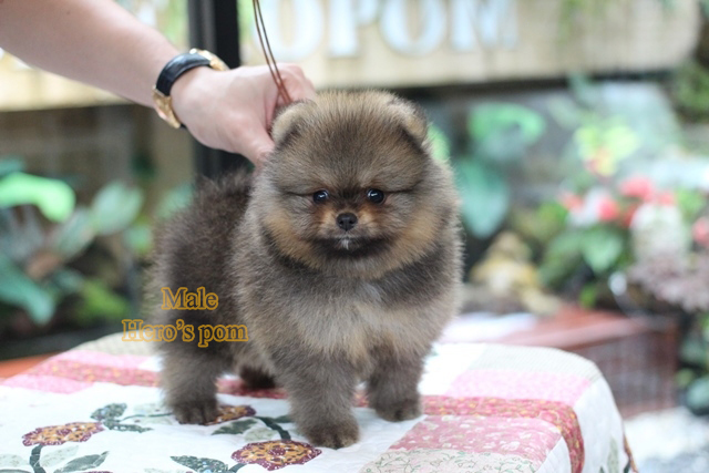 ขายปอมแท้ เพศผู้ สีส้ม สอบถาม Line:@heropom,0985566777 *รับประกันสุขภาพ 30 วัน*