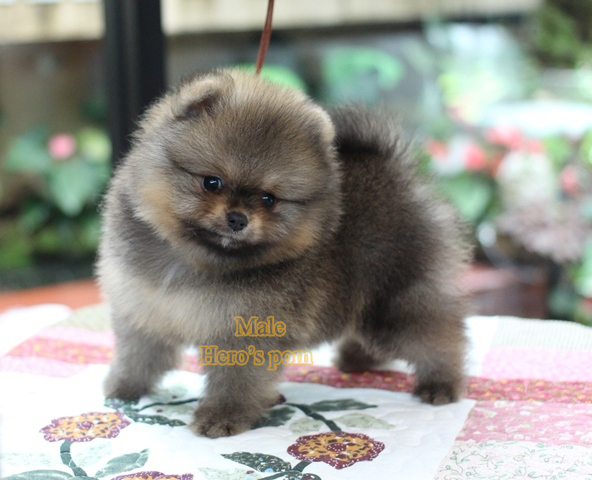 ขายปอมแท้ เพศผู้ สีส้ม สอบถาม Line:@heropom,0985566777 *รับประกันสุขภาพ 30 วัน*