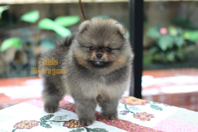 ขายปอมแท้ เพศผู้ สีส้ม สอบถาม Line:@heropom,0985566777 *รับประกันสุขภาพ 30 วัน*