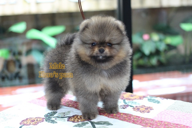 ขายปอมแท้ เพศผู้ สีส้ม สอบถาม Line:@heropom,0985566777 *รับประกันสุขภาพ 30 วัน*