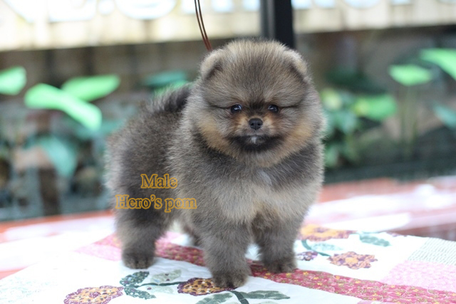 ขายปอมแท้ เพศผู้ สีส้ม สอบถาม Line:@heropom,0985566777 *รับประกันสุขภาพ 30 วัน*