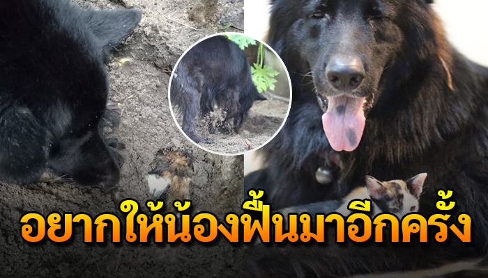 สุนัขพยายามขุดร่างน้องแมว หวังให้น้องกลับมาฟื้นเหมือนเดิม