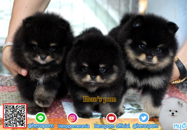 Hero's pom ขายปอมเมอเรเนียน สีแบล็คแทน เพศผู้ อายุ 2 เดือน สอบถาม Line: @heropom