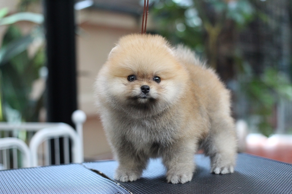 ขายปอมแท้ เพศเมีย สีส้ม สอบถาม Line:@heropom,0985566777 *รับประกันสุขภาพ 30 วัน*