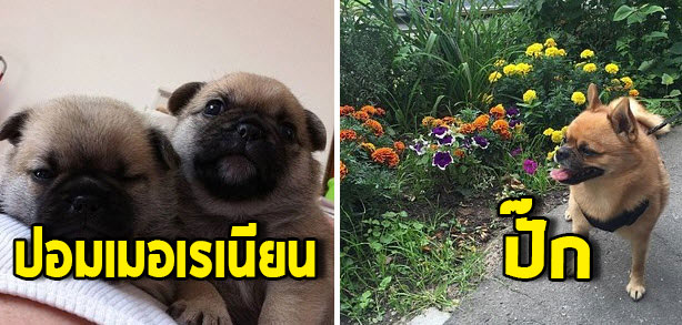 เมื่อเราเอาหมาปั๊กไปผสมกับสายพันธุ์อื่น แล้วหน้าตาจะออกมาเป็นยังไงน้า