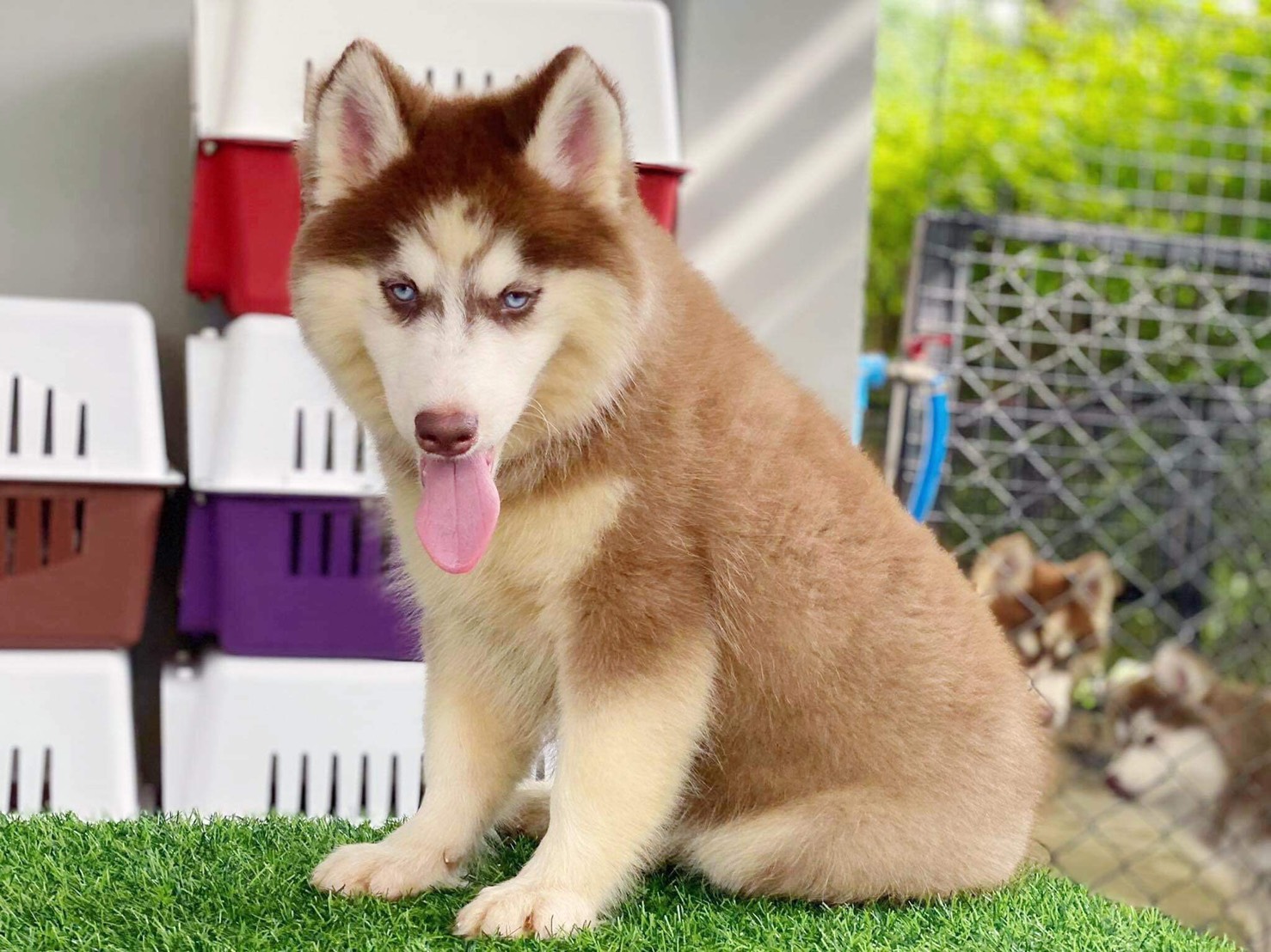 #ไซบีเรียนวู้ดลี่โค้ด (เกรดแม่พันธุ์)🐶