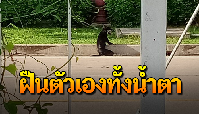 เจ้าตูบคลานขึ้นฟุตบาทแม้ตัวจะฝืน หลังถูกเขาชนเจ็บหนัก