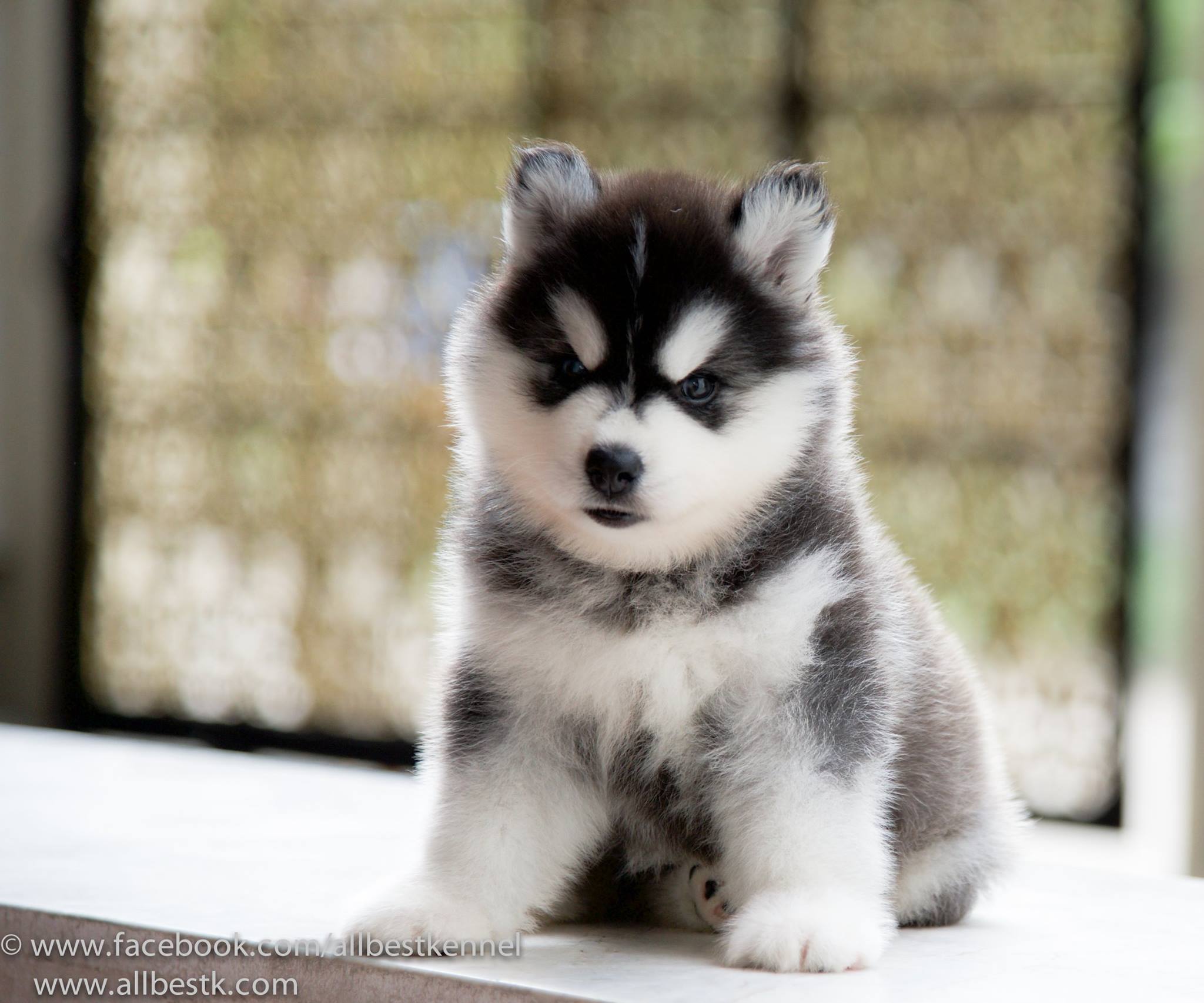 -Allbest kennel ไซบีเรียนฮัสกี้ เกรดพรีเมี่ยม ฟาร์มมาตรฐานและใหญ่สุดในประเทศไทย