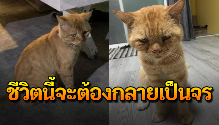 เหมียวใบหน้าสุดเศร้า หลังต้องใช้ชีวิตเป็นแมวจรจนตัวผอม ชีวิตนี้จะต้องเป็นจร