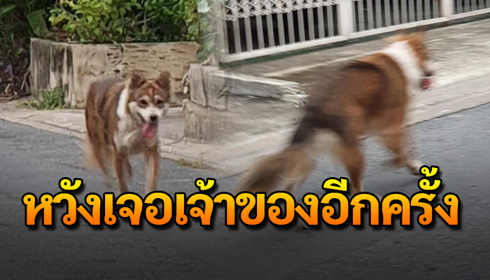 วิ่งวนยังคงตามหาเจ้าของ หวังว่าจะเจอเจ้าของอีกสักครั้ง