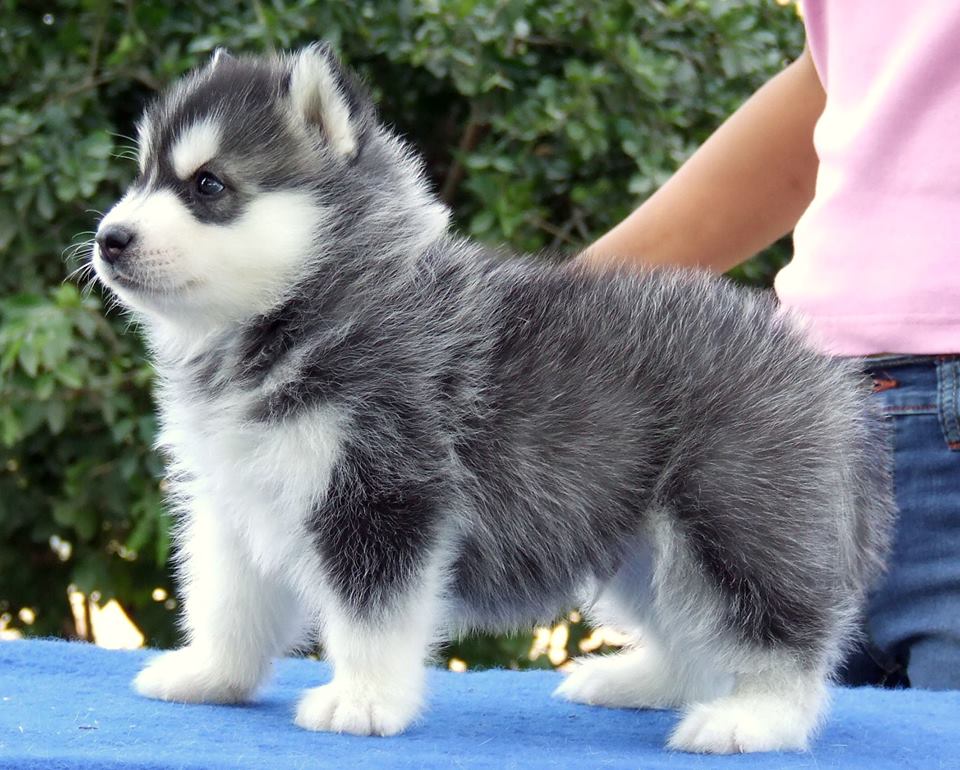 -Allbest kennel ไซบีเรียนฮัสกี้ เกรดพรีเมี่ยม ฟาร์มมาตรฐานและใหญ่สุดในประเทศไทย