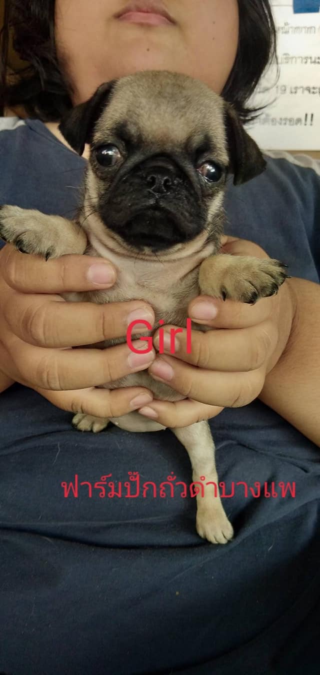 น้องหมาปั๊กพร้อมย้ายบ้าน 4 ตัว เบาๆ