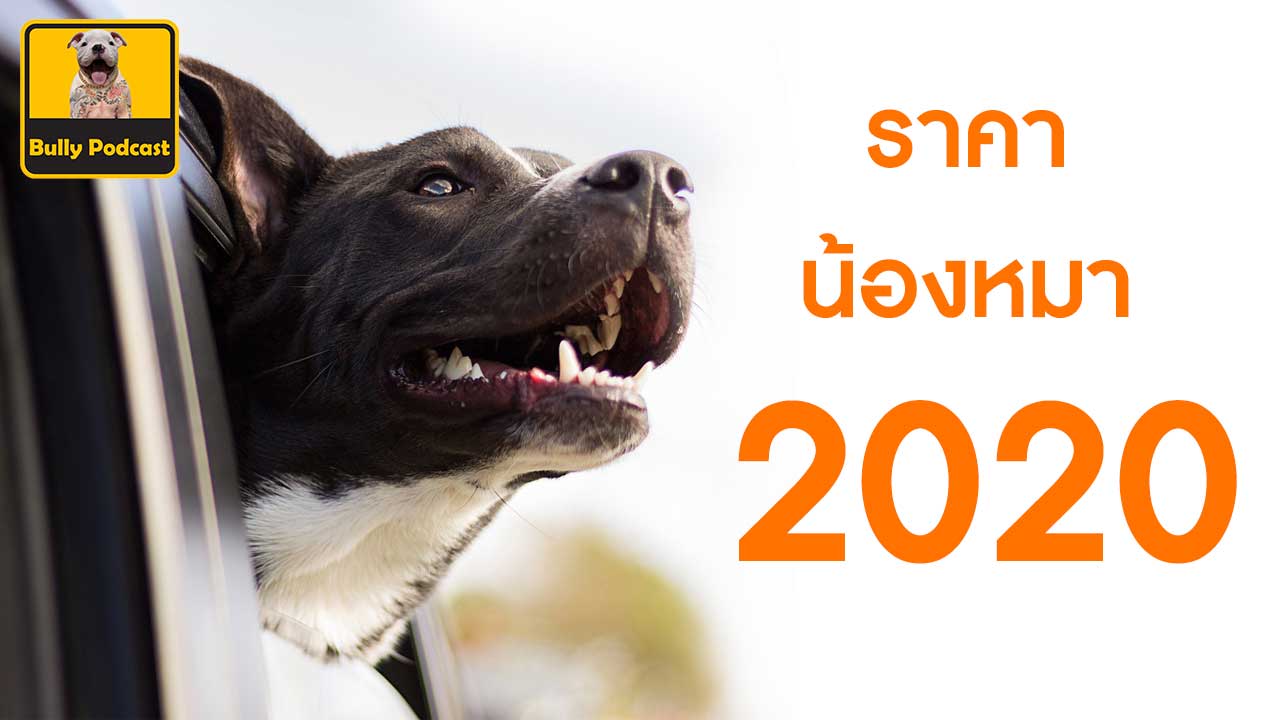 อัพเดทราคาสุนัข ปี 2020 หลังจากวิกฤติราคาสายพันธุ์ไหนจะลงหรือจะขึ้น