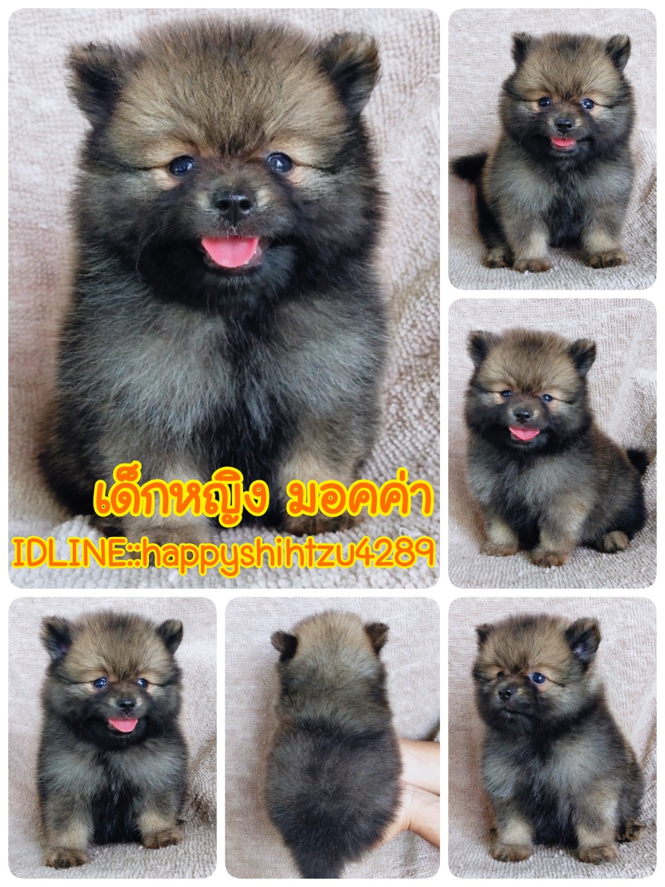 ปอมแท้ idline:happyshihtzu4289