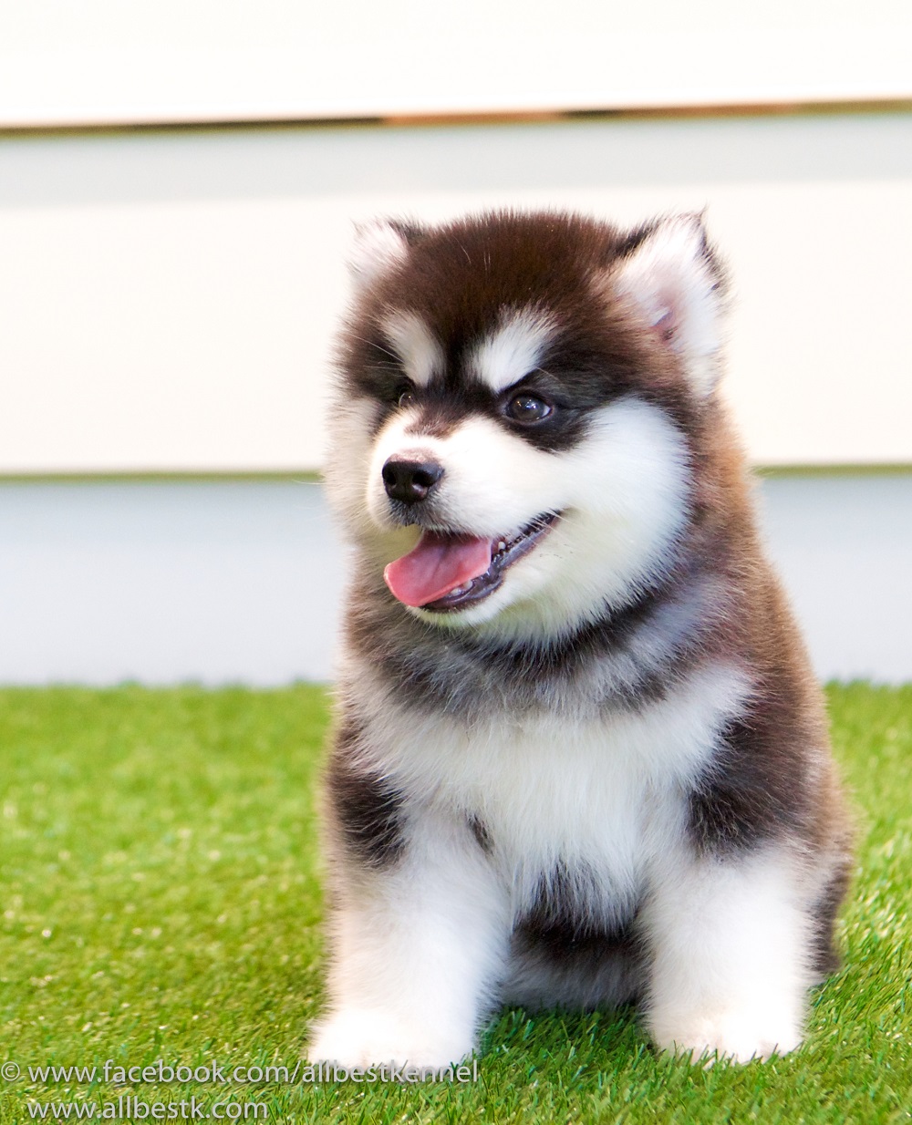 หยุดเสี่ยงกับไซบีเรียนฮัสกี้ ไม่ได้คุณภาพ Allbest kennel ให้เราดูแลคุณสิครับ