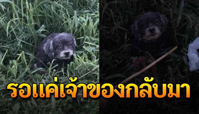 เจ้าตูบแอบนอนซุกในโพรงหญ้าไม่รู้ว่าถูกนำมาปล่อย ทั้งยุงทั้งหมาแต่ก็ยังคอย