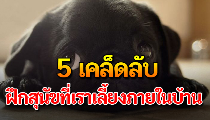 เผย 5 เคล็ดลับสำหรับการฝึกสุนัขที่เราเลี้ยงภายในบ้าน