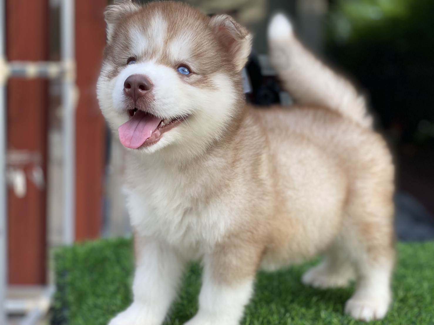 #ไซบีเรียนวู้ดลี่โค้ด 🐶